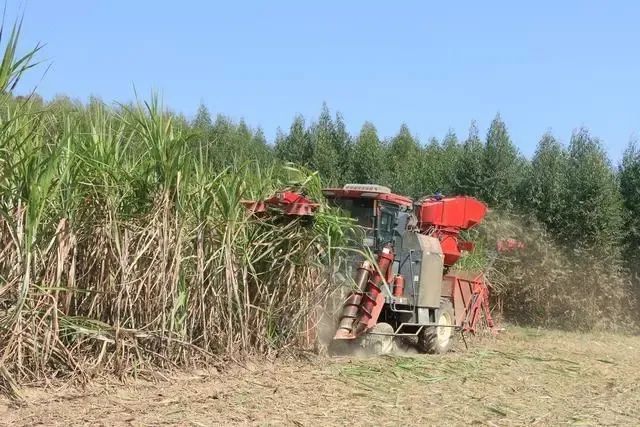 廣西糖料蔗機械化作業(yè)補貼使用資金同比大幅增長